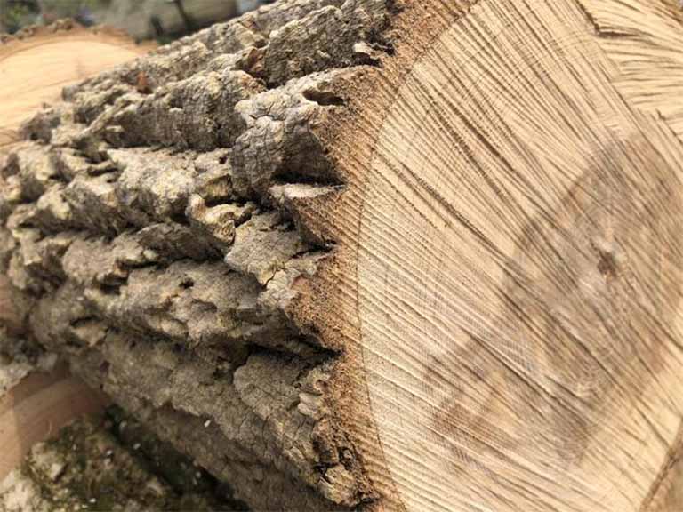 gỗ tần bì bí ngô
